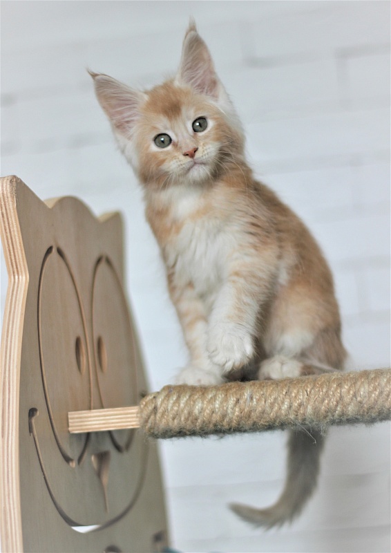 Volt Monterini - Kitten maine-coon 1 month 4 weeks