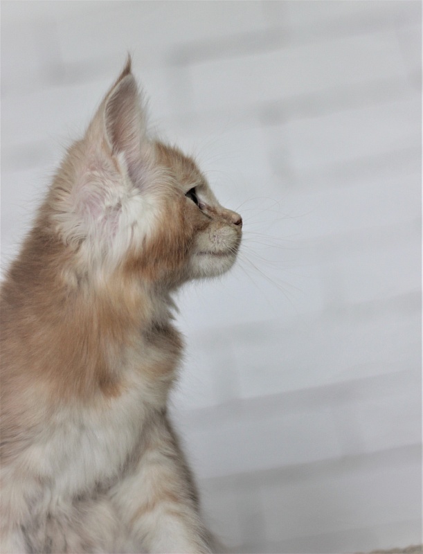 Volt Monterini - Kitten maine-coon 1 month 4 weeks