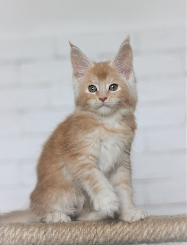 Volt Monterini - Kitten maine-coon 1 month 4 weeks