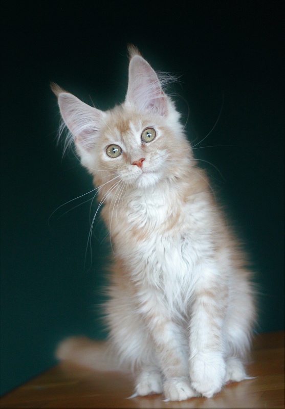 Volt Monterini - Kitten maine-coon 3 months 3 weeks