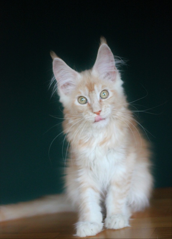 Volt Monterini - Kitten maine-coon 3 months 3 weeks