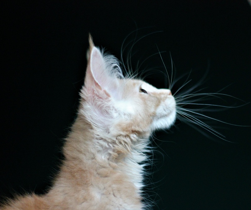 Volt Monterini - Kitten maine-coon 3 months 3 weeks