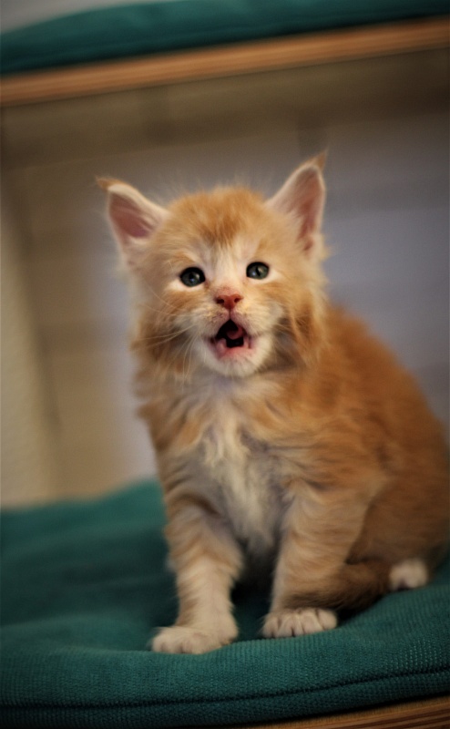 Volt Monterini - Kitten maine-coon 1 month