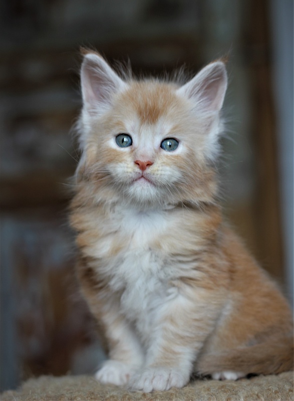 Volt Monterini - Kitten maine-coon 1 month 1 week
