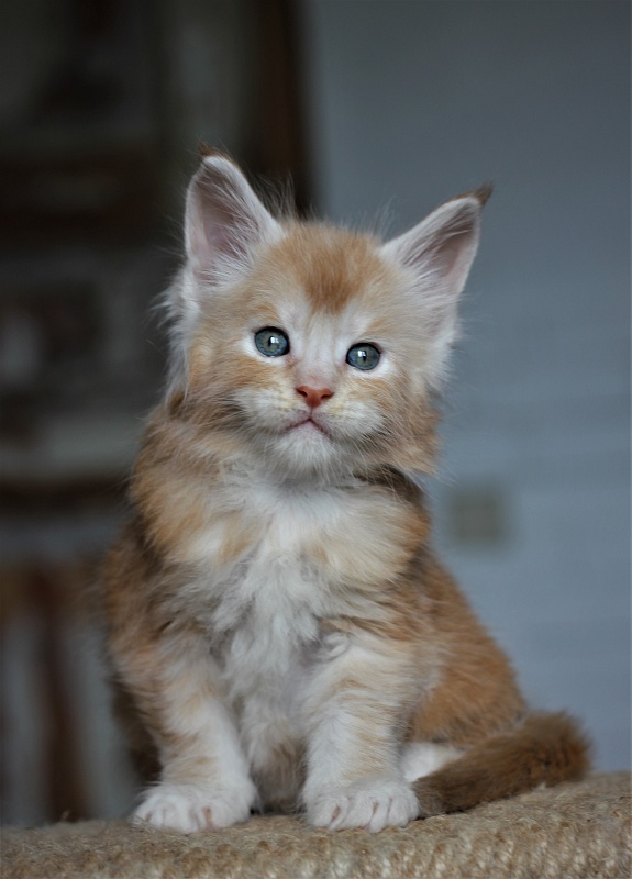 Volt Monterini - Kitten maine-coon 1 month 1 week