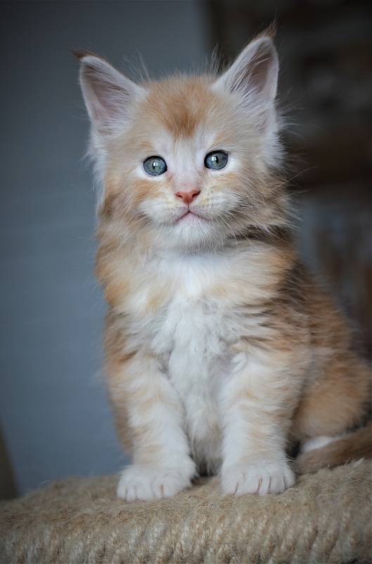 Volt Monterini - Kitten maine-coon 1 month 1 week