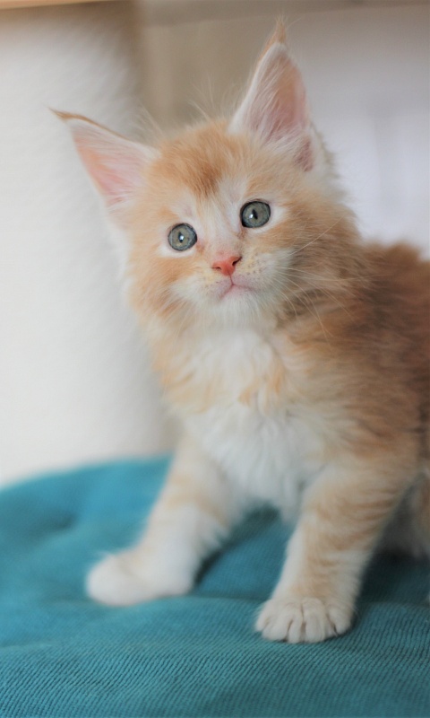 Volt Monterini - Kitten maine-coon 1 month 2 weeks