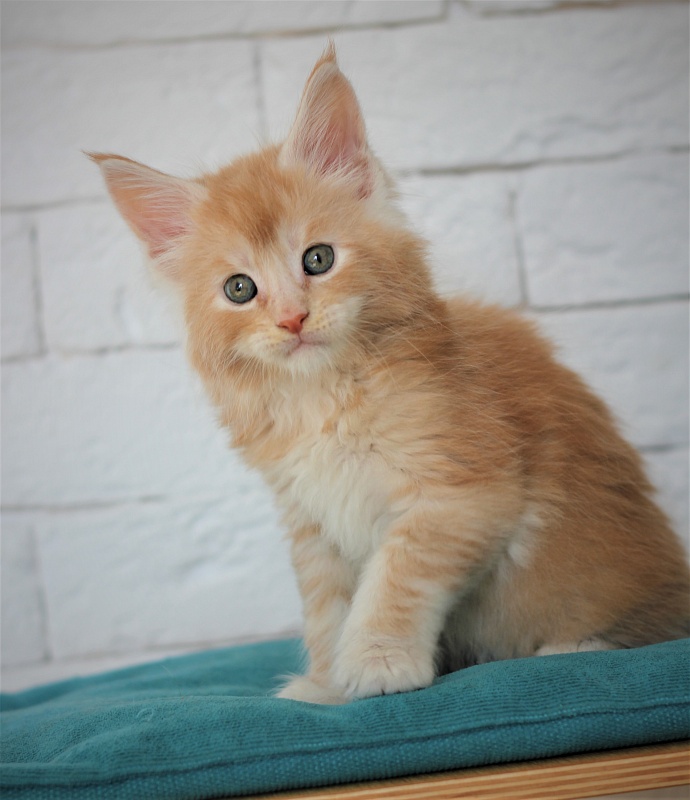 Volt Monterini - Kitten maine-coon 1 month 2 weeks