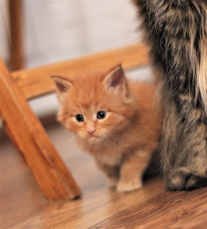 Vasiliy Monterini - Кошеня мейн-кун 1 місяць