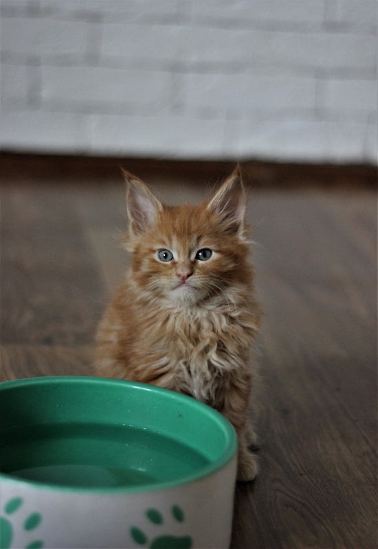 Vasiliy Monterini - Кошеня мейн-кун 1 місяць 3 тижні