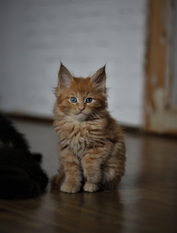 Vasiliy Monterini - Кошеня мейн-кун 1 місяць 3 тижні