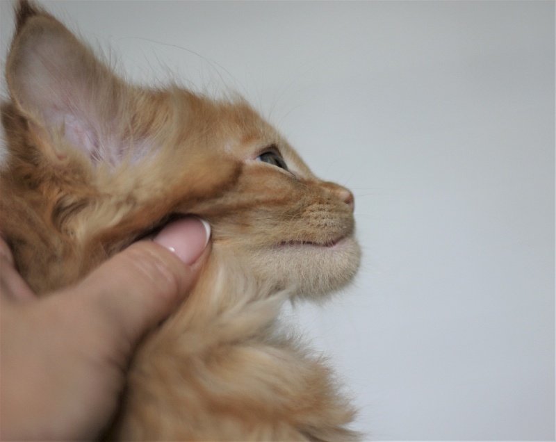 Vasiliy Monterini - Кошеня мейн-кун 1 місяць 4 тижні