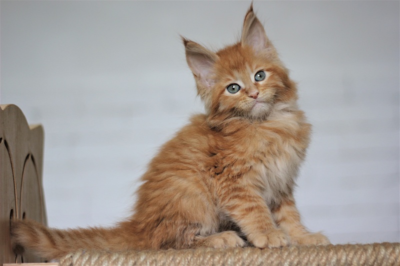 Vasiliy Monterini - Кошеня мейн-кун 1 місяць 4 тижні