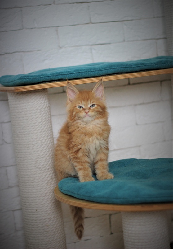 Vasiliy Monterini - Кошеня мейн-кун 1 місяць 4 тижні