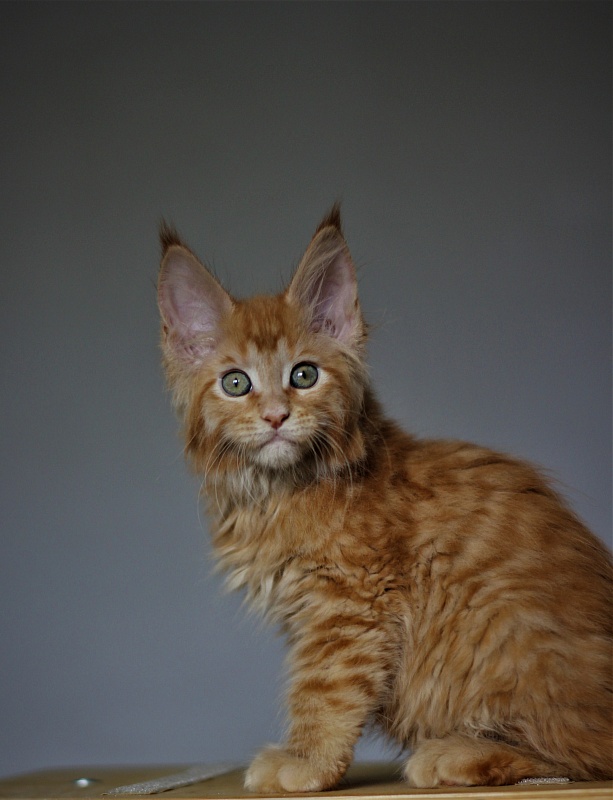 Vasiliy Monterini - Кошеня мейн-кун 2 місяця 1,5 тиждень