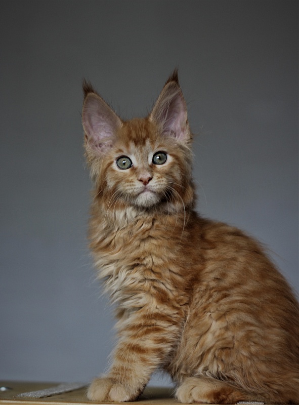 Vasiliy Monterini - Кошеня мейн-кун 2 місяця 1,5 тиждень