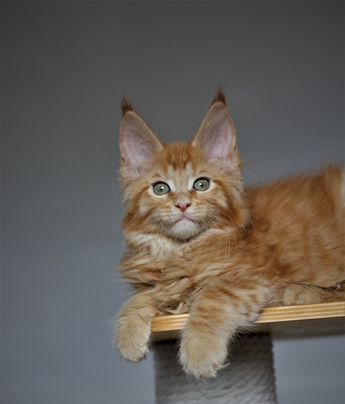 Vasiliy Monterini - Кошеня мейн-кун 2 місяця 1,5 тиждень