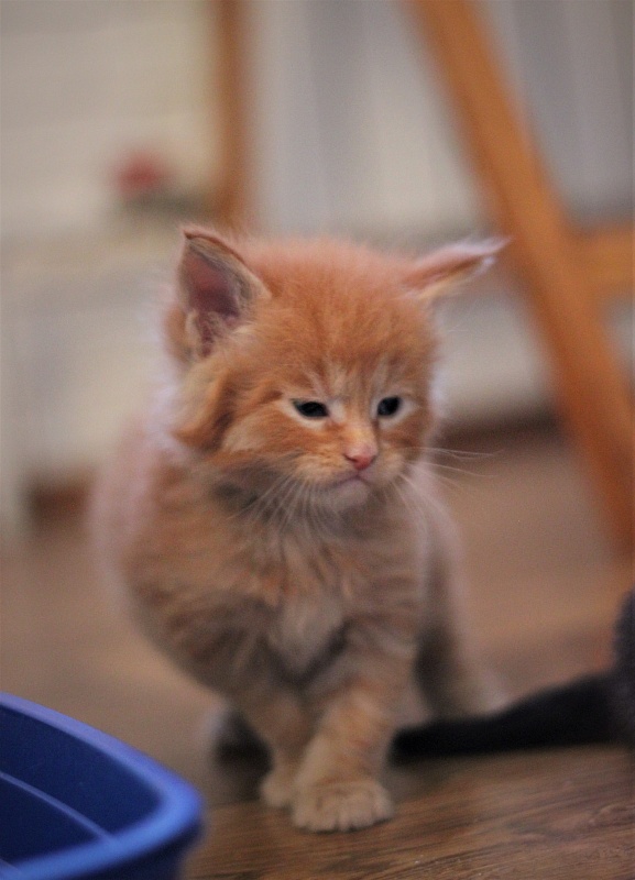 Vasiliy Monterini - Кошеня мейн-кун 1 місяць