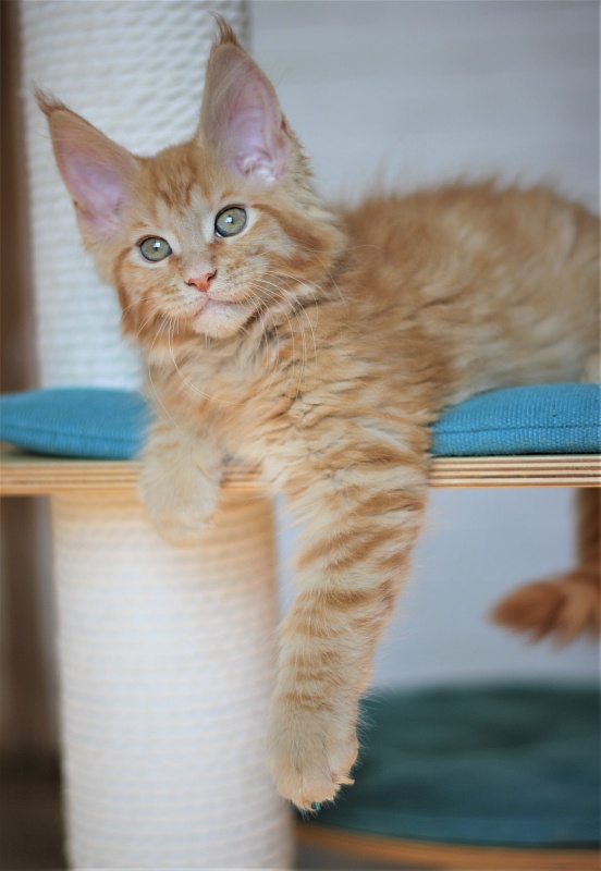 Vasiliy Monterini - Кошеня мейн-кун 2 місяця 2,5 тижні