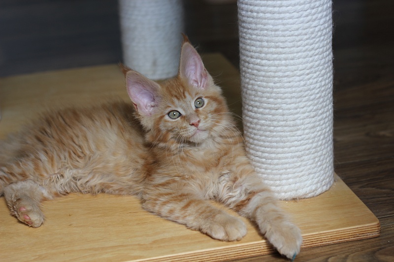 Vasiliy Monterini - Кошеня мейн-кун 2 місяця 2,5 тижні