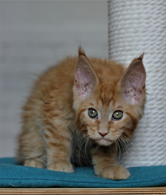 Vasiliy Monterini - Кошеня мейн-кун 2 місяця 2,5 тижні