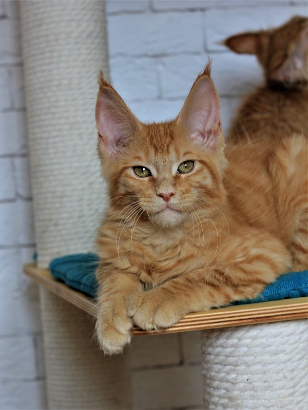 Vasiliy Monterini - Кошеня мейн-кун 3 місяця 1 тиждень