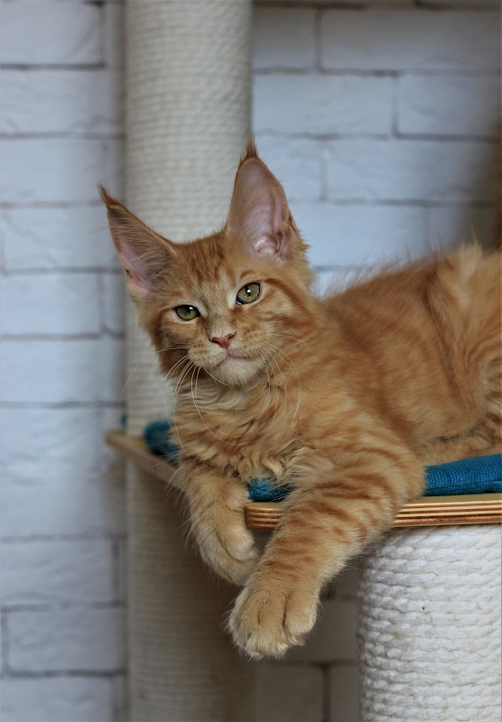 Vasiliy Monterini - Кошеня мейн-кун 3 місяця 1 тиждень