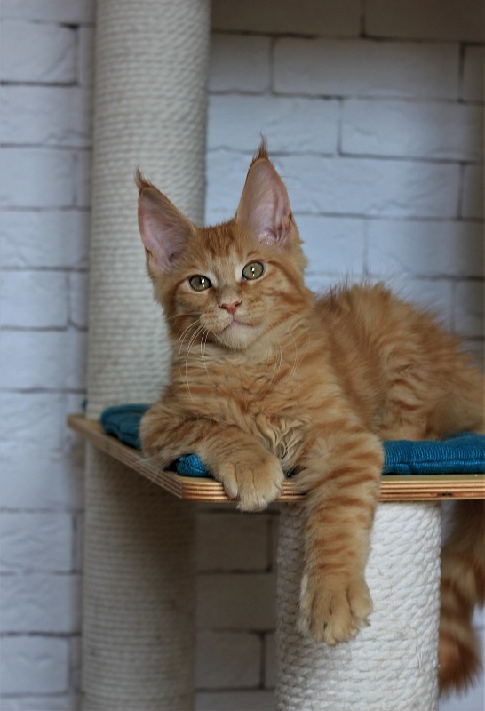 Vasiliy Monterini - Кошеня мейн-кун 3 місяця 1 тиждень