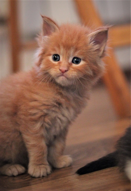 Vasiliy Monterini - Кошеня мейн-кун 1 місяць