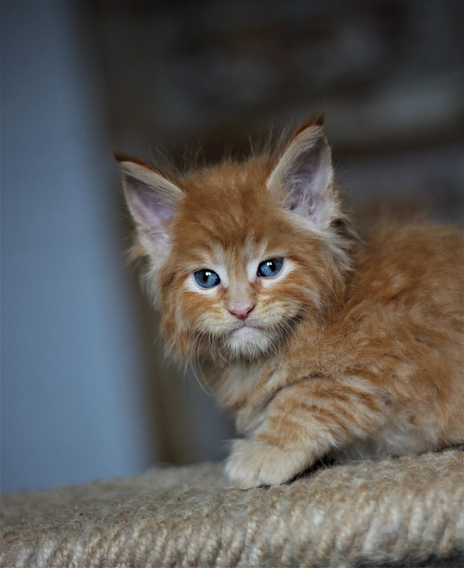 Vasiliy Monterini - Кошеня мейн-кун 1 місяць 1 тиждень