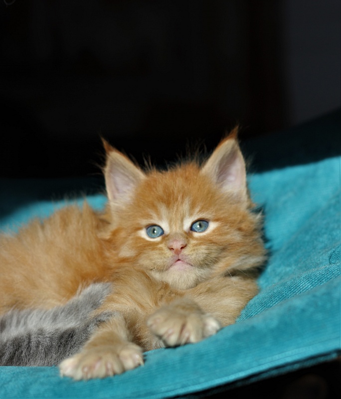 Vasiliy Monterini - Кошеня мейн-кун 1 місяць 1 тиждень