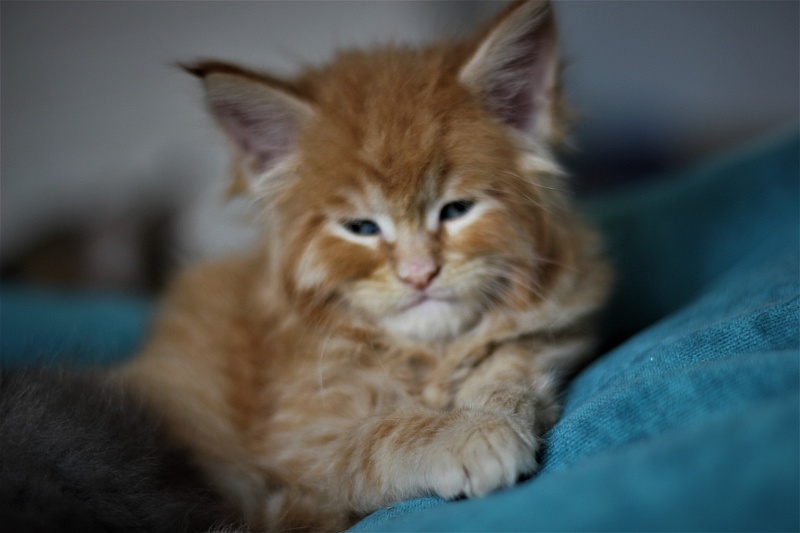 Vasiliy Monterini - Кошеня мейн-кун 1 місяць 1 тиждень