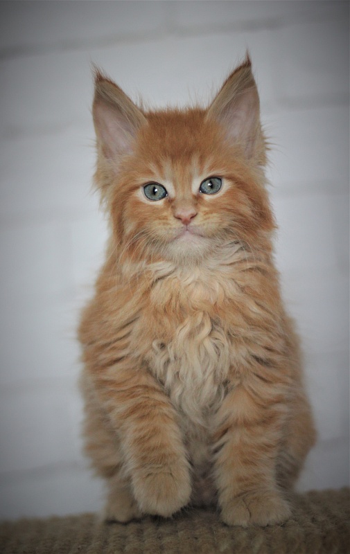 Vasiliy Monterini - Кошеня мейн-кун 1 місяць 3 тижні