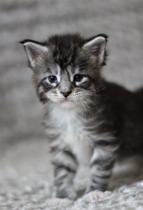 UA*White Shadows Monterini - Kitten maine-coon 3 weeks
