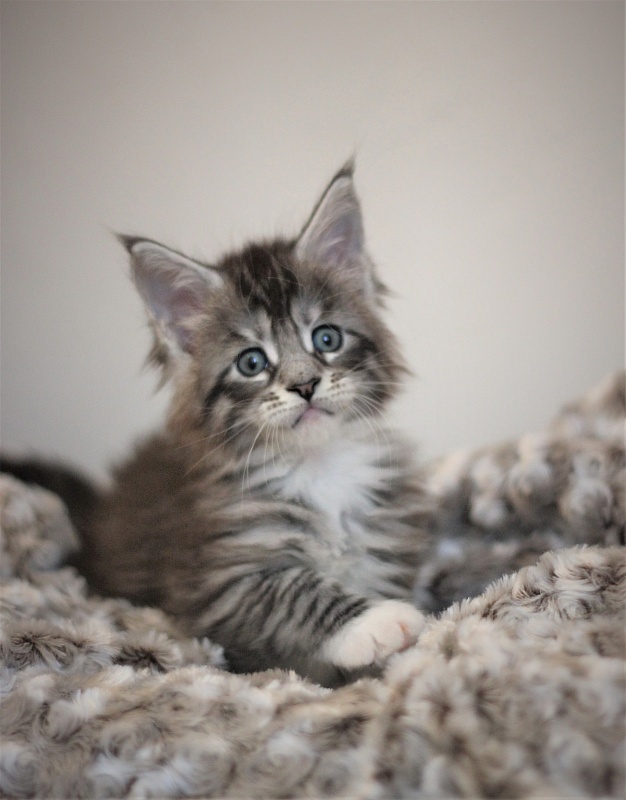 UA*White Shadows Monterini - Kitten maine-coon 1 month 1 week