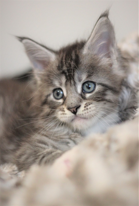 UA*White Shadows Monterini - Kitten maine-coon 1 month 1 week