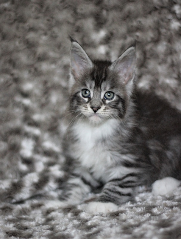 UA*White Shadows Monterini - Kitten maine-coon 1 month 3 weeks