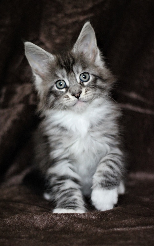 UA*White Shadows Monterini - Kitten maine-coon 1 month 3 weeks