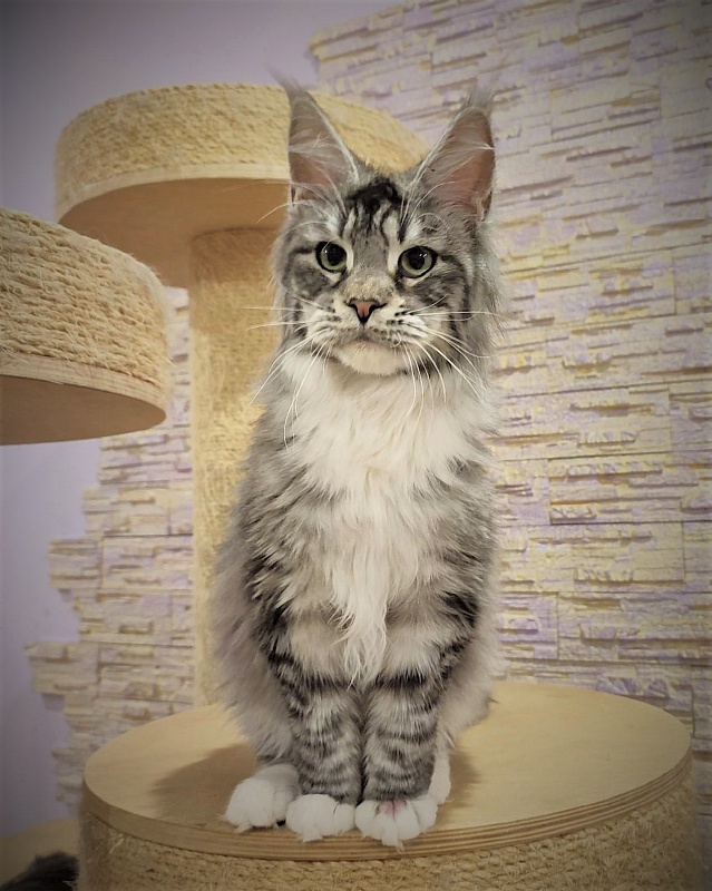 UA*White Shadows Monterini - Junior maine-coon 7 months 2 weeks