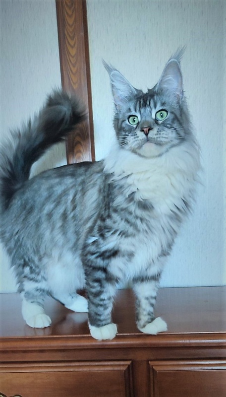 UA*White Shadows Monterini - Adult maine-coon 1 year 5 months 1.5 week