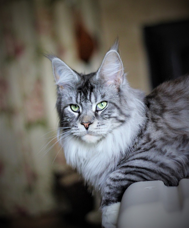 UA*White Shadows Monterini - Adult maine-coon 1 year 2 months 3.5 weeks