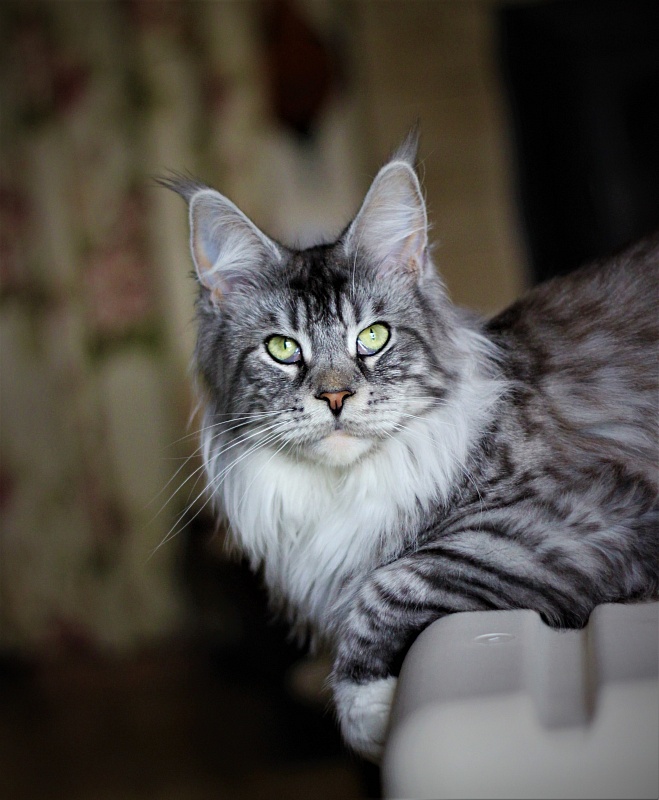UA*White Shadows Monterini - Adult maine-coon 1 year 2 months 3.5 weeks
