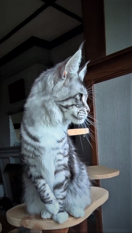 UA*White Shadows Monterini - Adult maine-coon 2 years 3 months 3.5 weeks