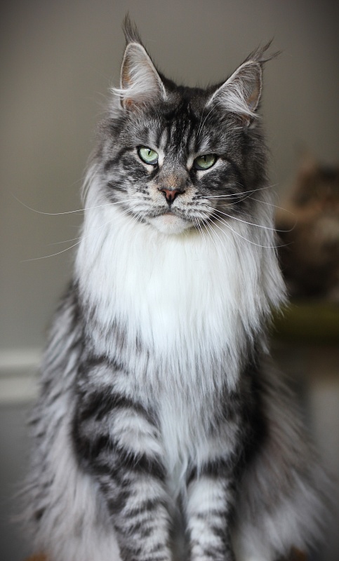 UA*White Shadows Monterini - Adult maine-coon 2 years 8 months 3 weeks
