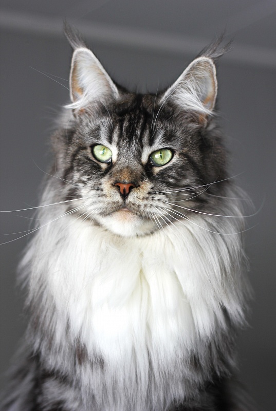 UA*White Shadows Monterini - Adult maine-coon 2 years 8 months 3 weeks