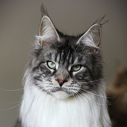 UA*White Shadows Monterini