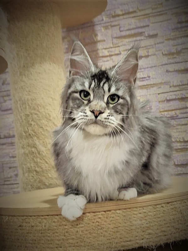 UA*White Shadows Monterini - Junior maine-coon 7 months 2 weeks