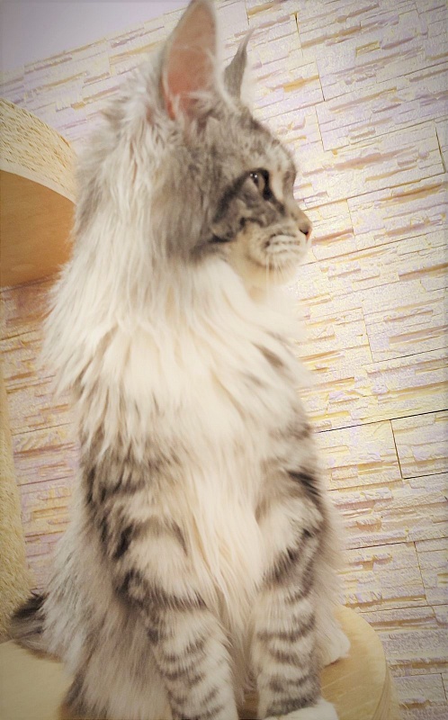 UA*White Shadows Monterini - Junior maine-coon 9 months