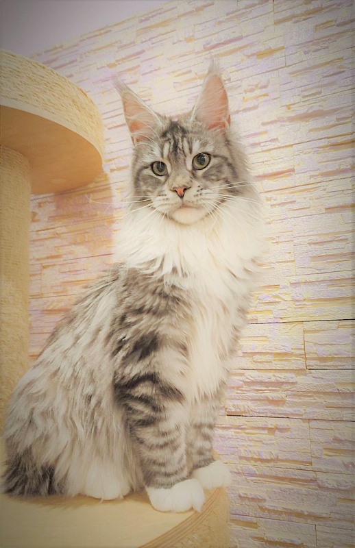 UA*White Shadows Monterini - Junior maine-coon 9 months