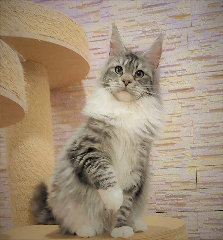 UA*White Shadows Monterini - Junior maine-coon 9 months